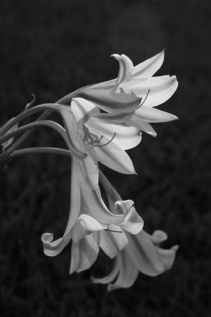 Lily's From the Garden, Greg Kopriva