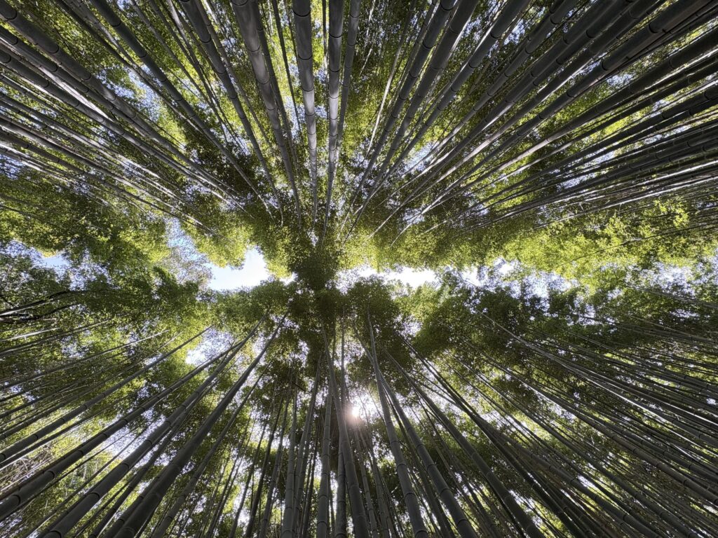Bamboo Forest Ariana Foley
