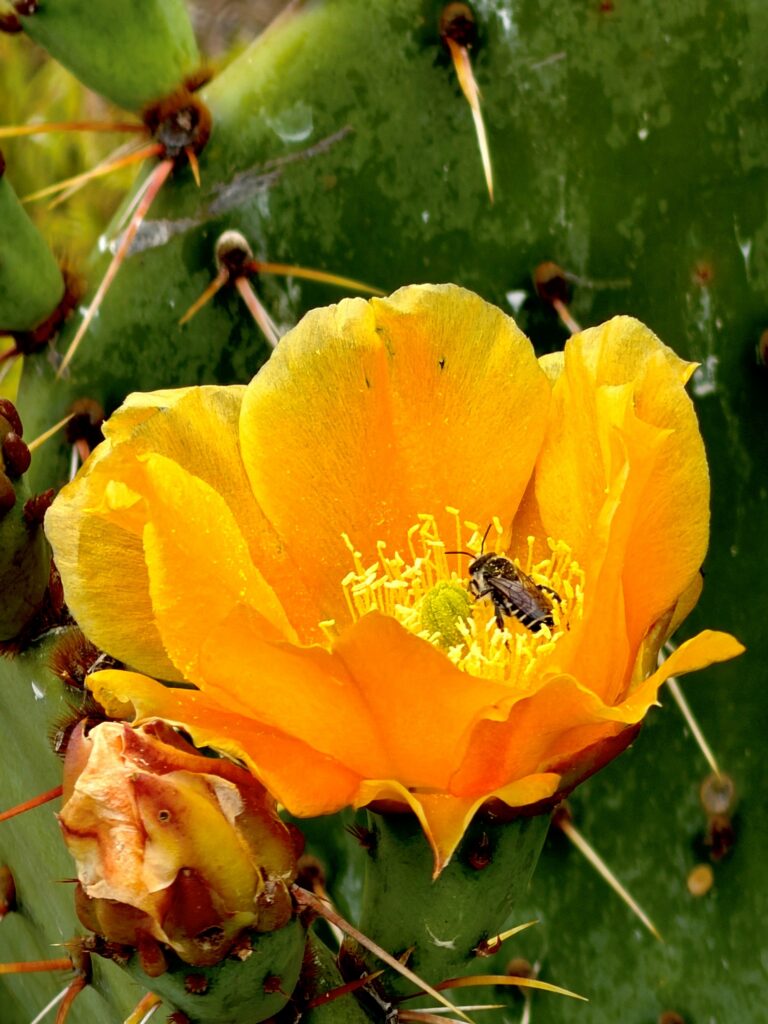 Prickly Pear Gold  Matthew Kube